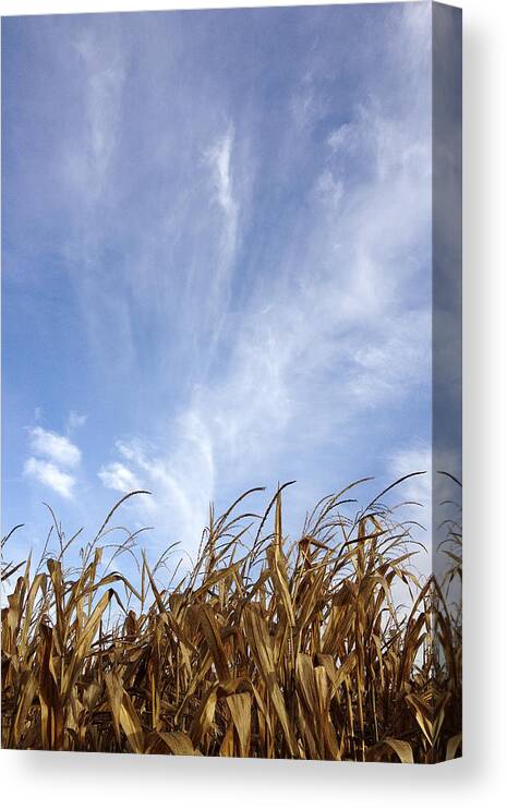 Clouds Canvas Print featuring the photograph Cornfield Sky by Daniel Kasztelan