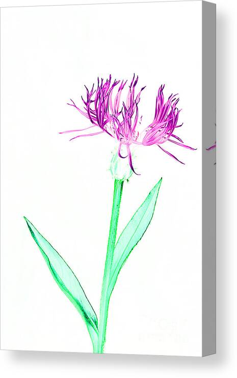 Digital Print Canvas Print featuring the photograph Cornflower No.3 by Tony Mills