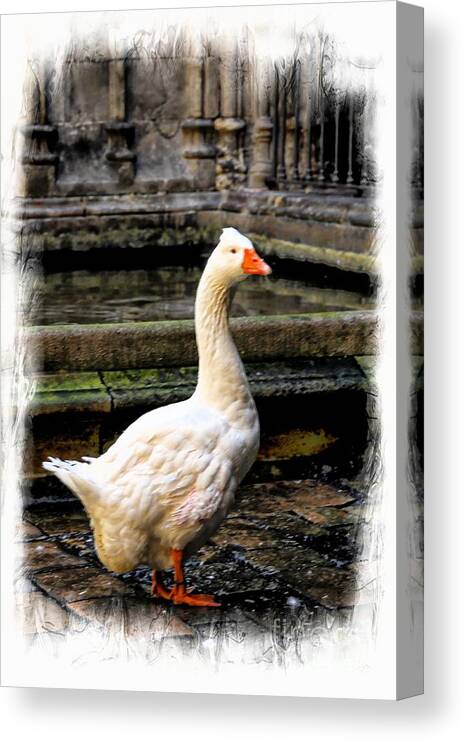 Nature Canvas Print featuring the photograph Courtyard Guardian by Anne Pendred