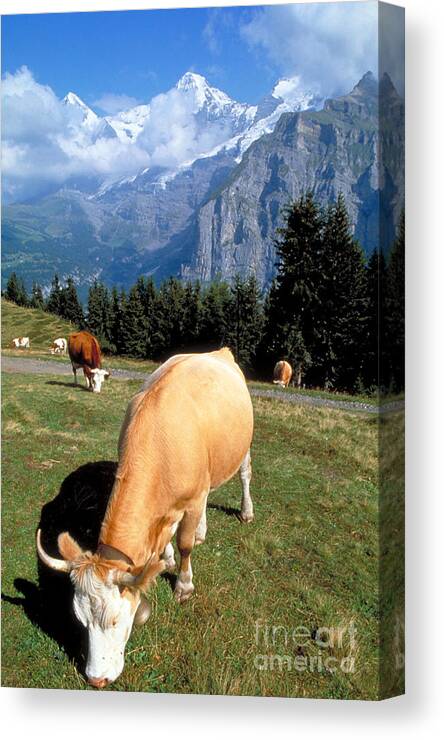 Cows Canvas Print featuring the photograph Cow In Field, Switzerland by Wysocki