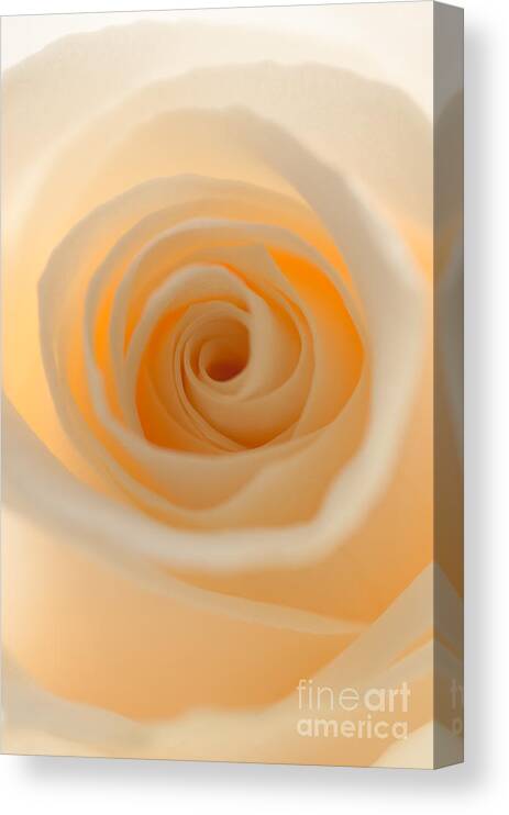 Rose Canvas Print featuring the photograph Cream Rose by Sarah Schroder