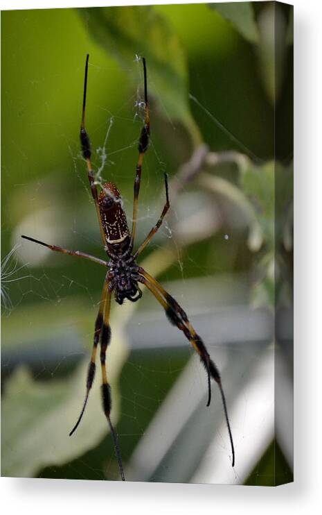 Spider Canvas Print featuring the photograph Creepy Crawler by Heather Galloway