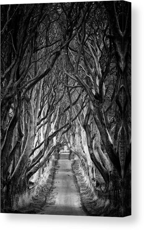 Dark Hedges Canvas Print featuring the photograph Creepy Dark Hedges by Nigel R Bell