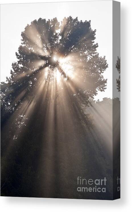 Snohomish Valley Canvas Print featuring the photograph Crepuscular rays coming through tree in fog at sunrise by Jim Corwin