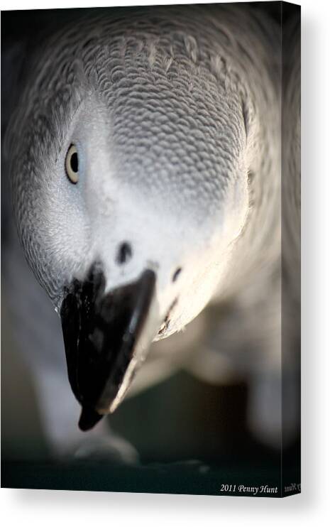 African Grey Canvas Print featuring the photograph Cricket by Penny Hunt