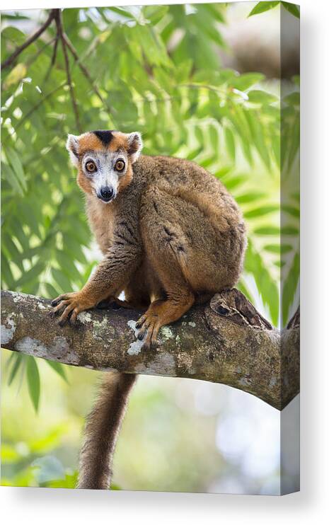 Feb0514 Canvas Print featuring the photograph Crowned Lemur Male Madagascar by Konrad Wothe