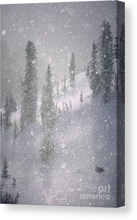 North America Canvas Print featuring the photograph Crystalized snowflakes falling while being backlit by the sun by Don Landwehrle