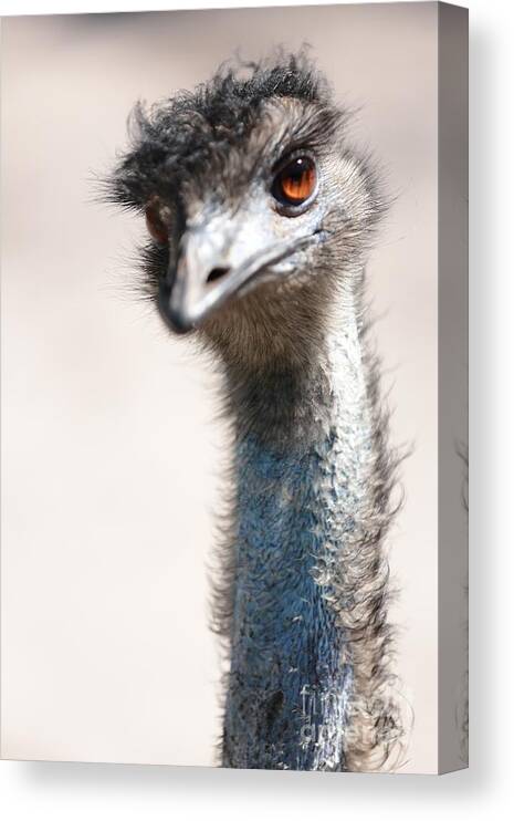 Emu Canvas Print featuring the photograph Curious Emu by Carol Groenen