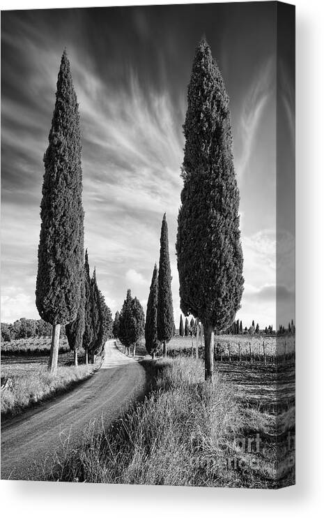 Cypress Trees Canvas Print featuring the photograph Cypress trees - Tuscany by Rod McLean