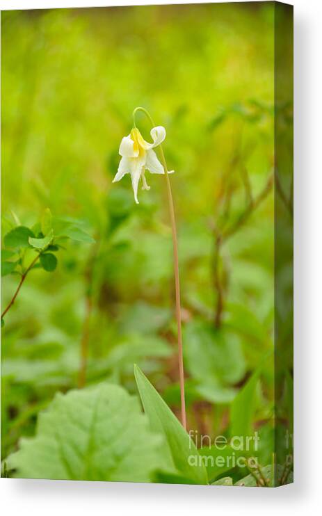 Flower Canvas Print featuring the photograph Dainty Lovely by Birches Photography