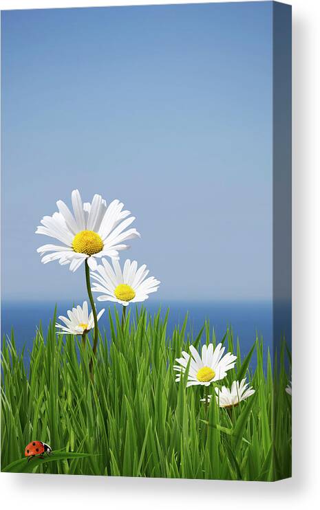 Grass Canvas Print featuring the photograph Daisies On A Cliff Edge by Andrew Dernie