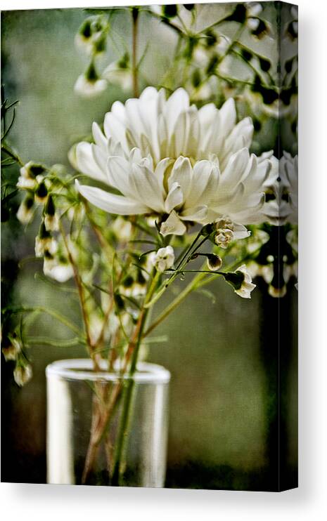 Daisy Canvas Print featuring the photograph Daisy Mum 1 by Angelina Tamez