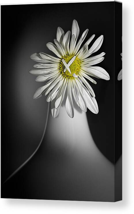 Flower Canvas Print featuring the photograph Daisy Pom by Nancy Strahinic