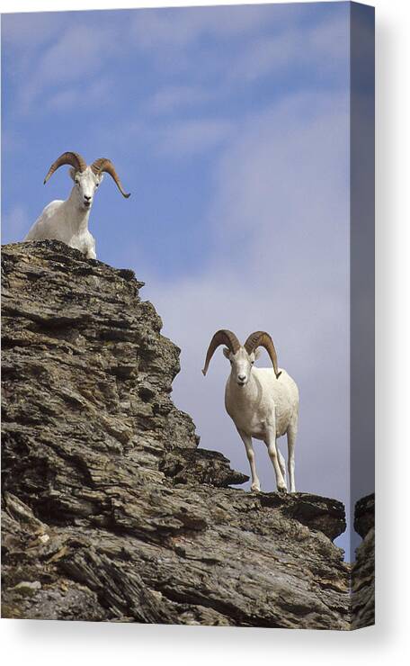 Feb0514 Canvas Print featuring the photograph Dalls Sheep On Rock Outcrop North by Michael Quinton
