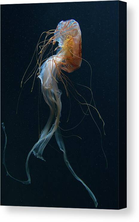 Jellyfish Canvas Print featuring the photograph Dancing Queen by Dirk Heckmann