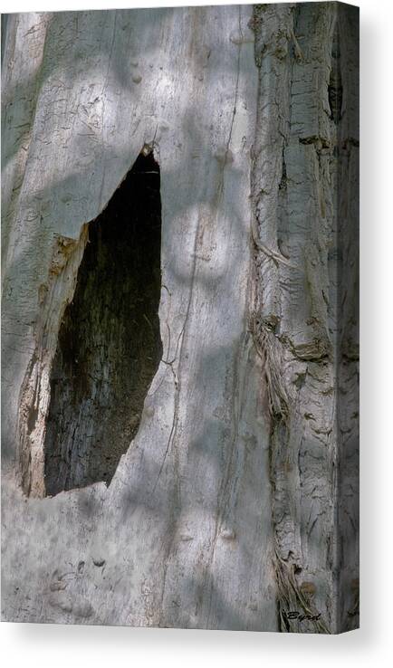 Log Canvas Print featuring the photograph Dappled light on a hollow log by Christopher Byrd