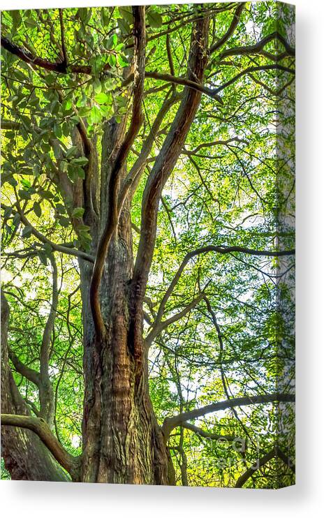 Botanical Garden Canvas Print featuring the photograph Dawn Redwood by Kate Brown