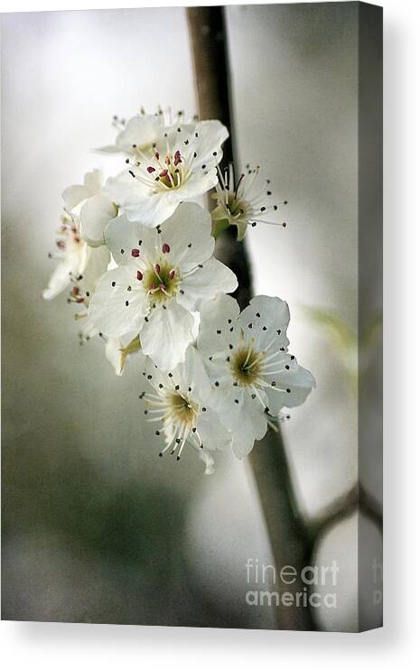 Blossom Canvas Print featuring the photograph Days of Blossom by Joy Watson