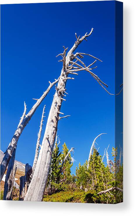 Beautiful Canvas Print featuring the photograph Dead White Trees by Jess Kraft