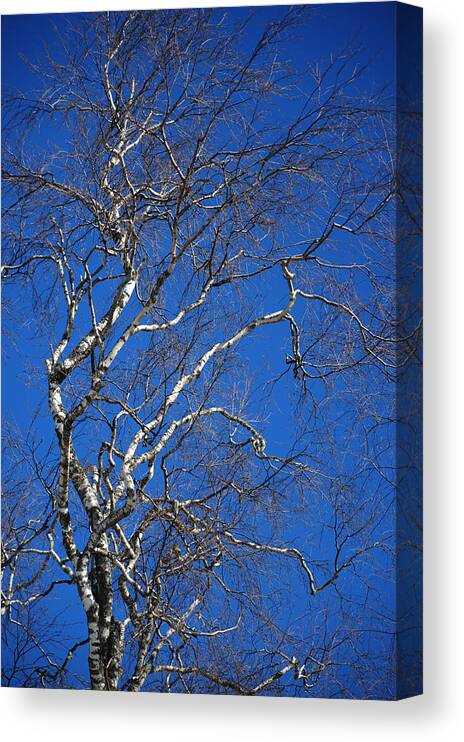 Spring Canvas Print featuring the photograph Deep Blue Sky and Birch Tree 1 by Jenny Rainbow