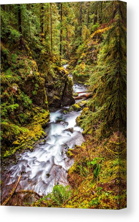 Forest Canvas Print featuring the photograph Deep in the Forest by Ken Stanback