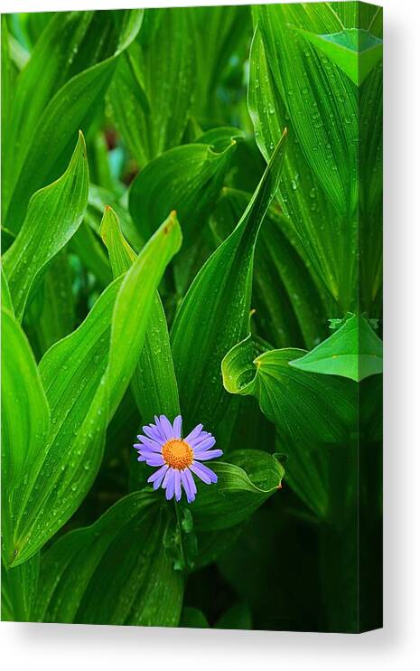 Wildflower Canvas Print featuring the photograph Deep in the Green by David Andersen