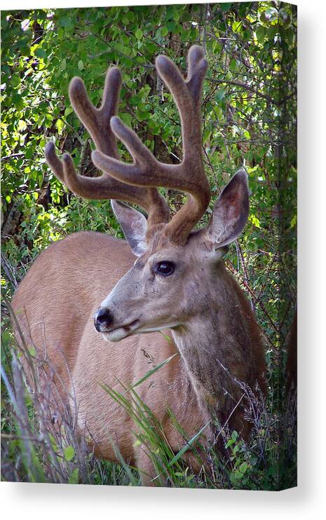 Deer Canvas Print featuring the photograph Buck in the Woods by Athena Mckinzie