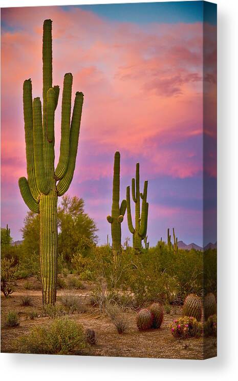 Saguaros Canvas Print featuring the photograph Desert Spring by James BO Insogna