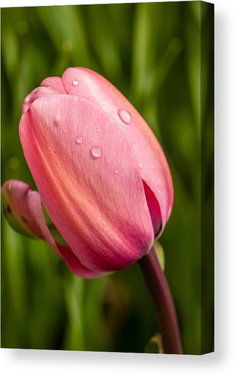 2008 Canvas Print featuring the photograph Dew Droplets on Pink by Melinda Ledsome