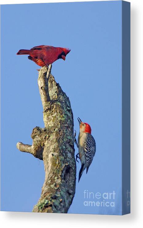 Bird Canvas Print featuring the photograph Dispute Between a Red Cardinal and a Red-bellied Woodpecker by John Harmon