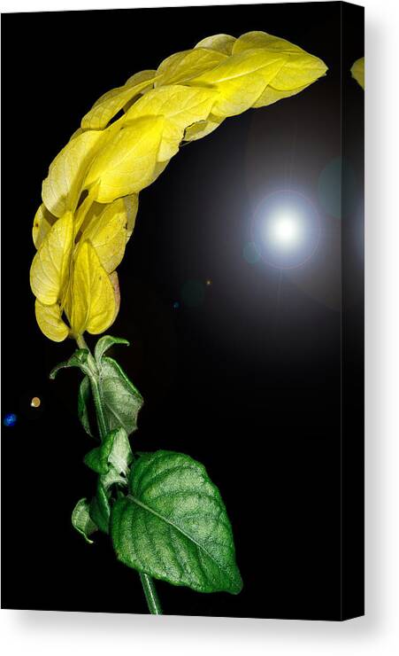 Sun Canvas Print featuring the photograph Distant Sun by Russell Brown