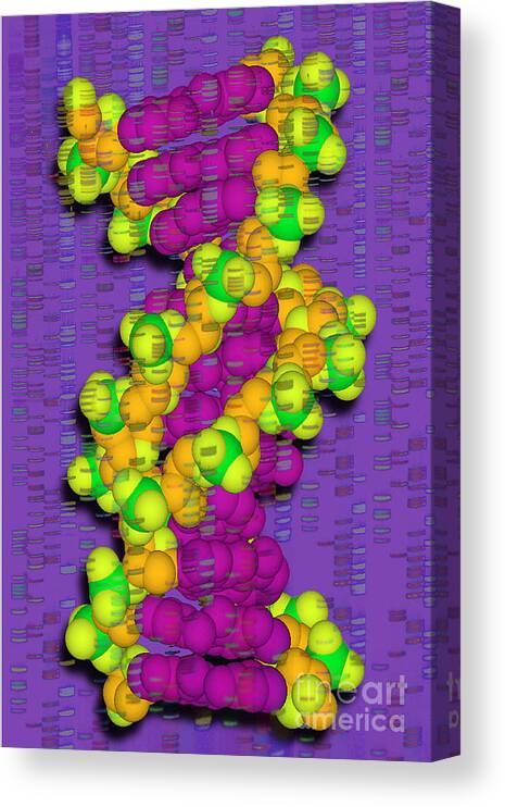 Dna Canvas Print featuring the photograph Dna With Autoradiograph by Scott Camazine