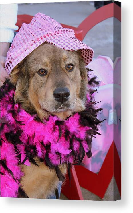 Dog Canvas Print featuring the photograph Do You Like My Pink Hat by Fiona Kennard