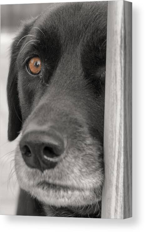 Animals Canvas Print featuring the photograph Dog Peek A Boo by Jim Shackett