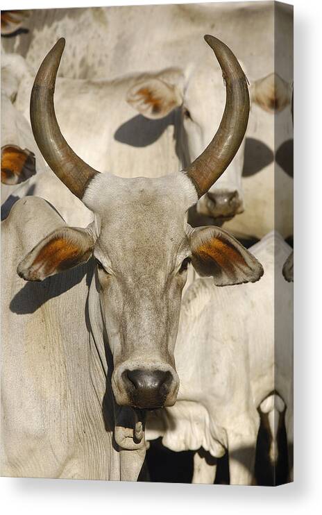 00210587 Canvas Print featuring the photograph Domestic Cattle Brazil by Pete Oxford