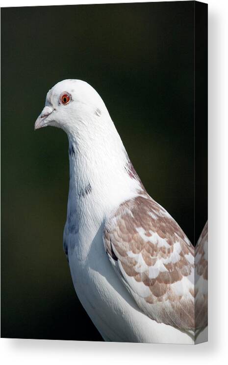 Columba Livia Canvas Print featuring the photograph Domestic Pigeon by John Devries/science Photo Library
