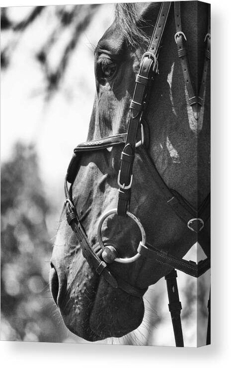 Horse Canvas Print featuring the photograph Domino in Profile by Coby Cooper