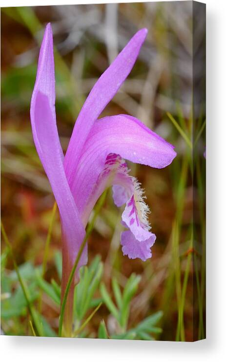 Dragon's Mouth Orchid Canvas Print featuring the photograph Dragon's Mouth Orchid #1 by Sandra Updyke