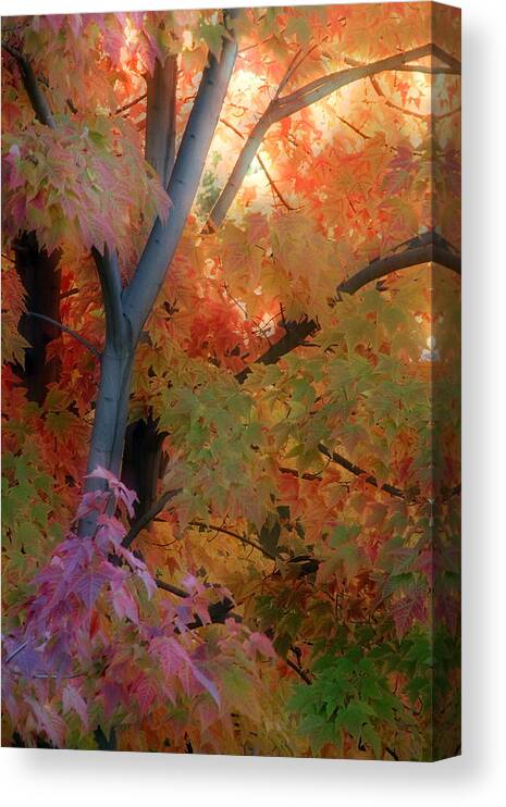 Tree Canvas Print featuring the photograph Dream Tree by Laura Tucker