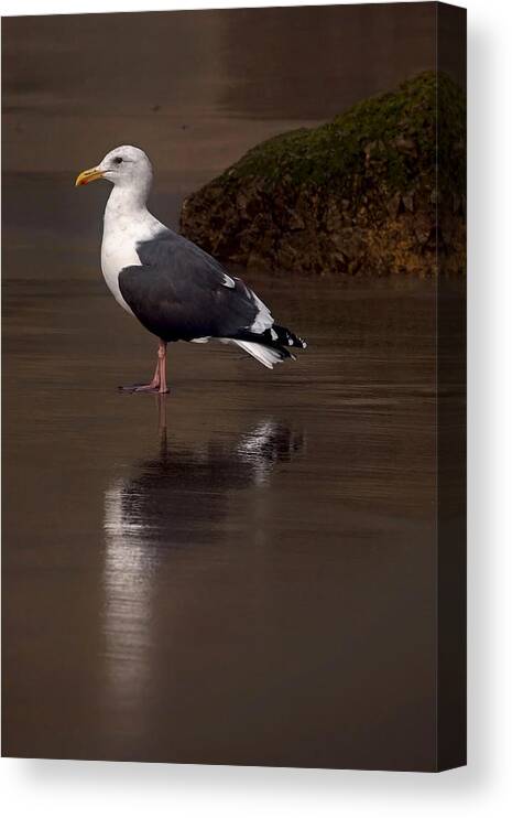 Seagull Canvas Print featuring the photograph Dreaming Gull by Leda Robertson