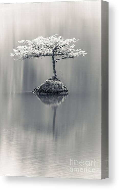 Bonsai Canvas Print featuring the photograph Dreamy by Carrie Cole