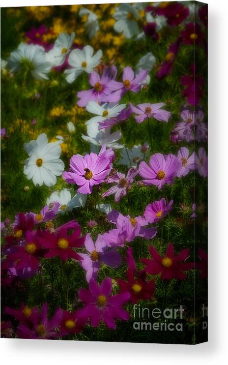 Asteraceae Family Canvas Print featuring the photograph Dreamy Cosmos by Venetta Archer