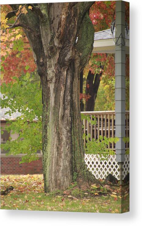 Fall Canvas Print featuring the photograph Old Maple Tree Dressed for Fall by Valerie Collins