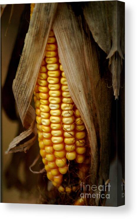 Dry Corn Husk Photograph by Living Color Photography Lorraine Lynch - Fine  Art America