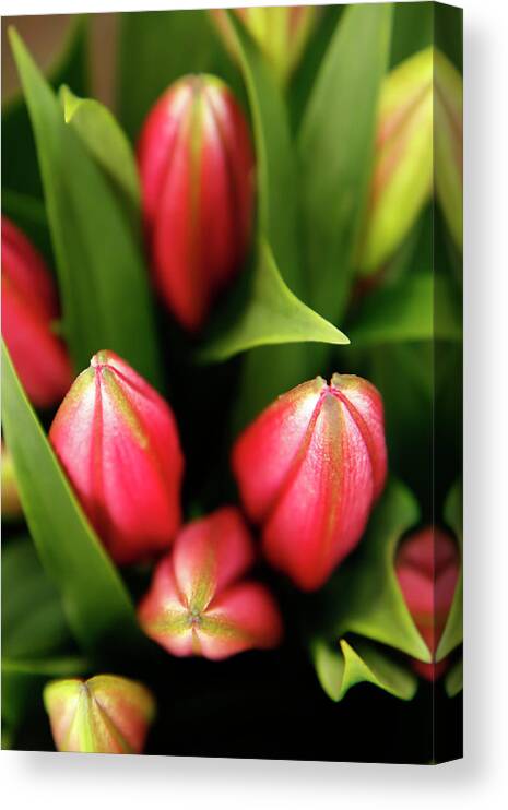 Kg Canvas Print featuring the photograph Dutch Bulbs by KG Thienemann