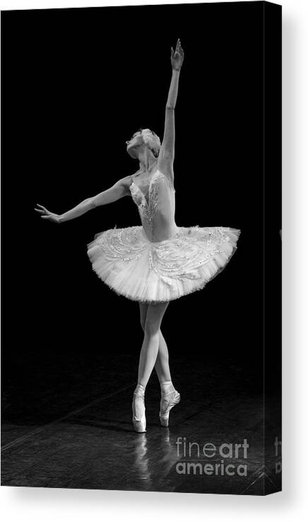Clare Bambers Canvas Print featuring the photograph Dying Swan 9. by Clare Bambers