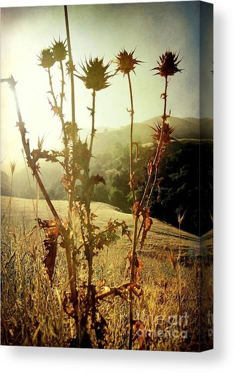 Weeds Canvas Print featuring the photograph Each new day is a gift by Ellen Cotton