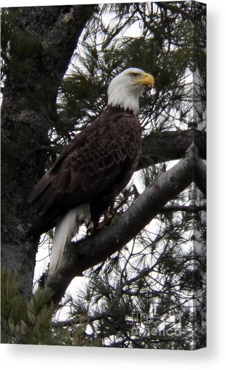 Eagle Canvas Print featuring the photograph Eagle 9786 by Joseph Marquis