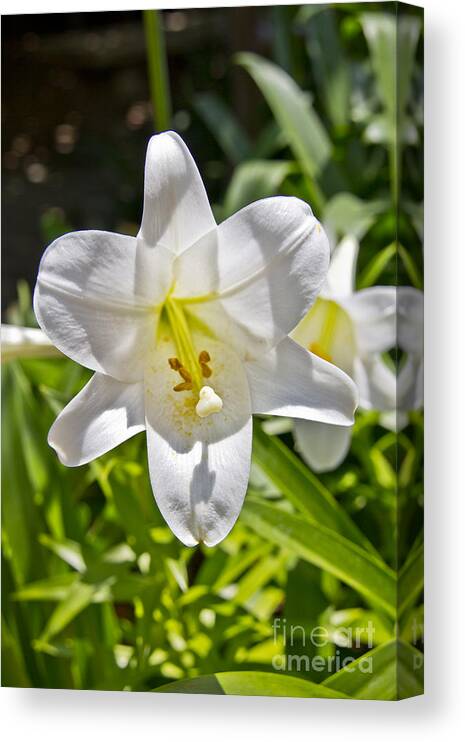 Easter Lilly Canvas Print featuring the photograph Easter Lilly 1 by David Doucot