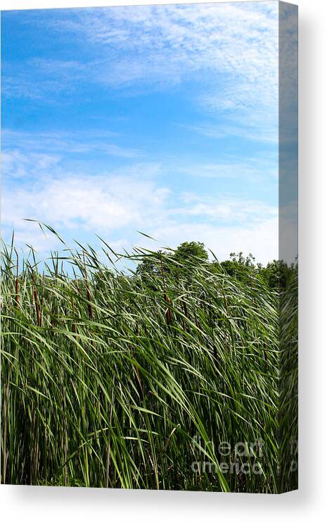 Christian Canvas Print featuring the photograph Easy Breezy Cattails by Anita Oakley